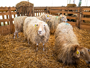 Irudia handitu (modu-leihoa)