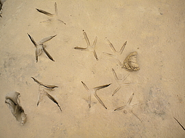 Irudia handitu (modu-leihoa)