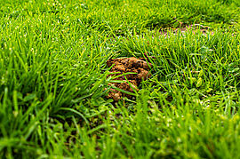 Irudia handitu (modu-leihoa)