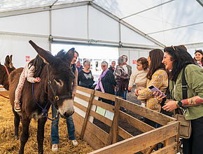 Irudia handitu (modu-leihoa)