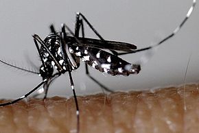 Le nom de moustique tigre est trompeur pour ce qui est de sa couleur, qui n’est pas jaune et noire, mais blanche et noire, très contrastée.