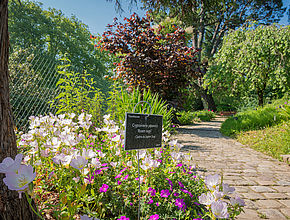 Irudia handitu (modu-leihoa)